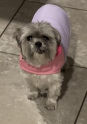 Found/Stray Female Dog last seen Centennial and N. Commerce , North Las Vegas, NV 89084