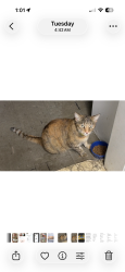 Lost Female Cat last seen Near N Oxalis Dr, Orlando Fl 32807, Orlando, FL 32807