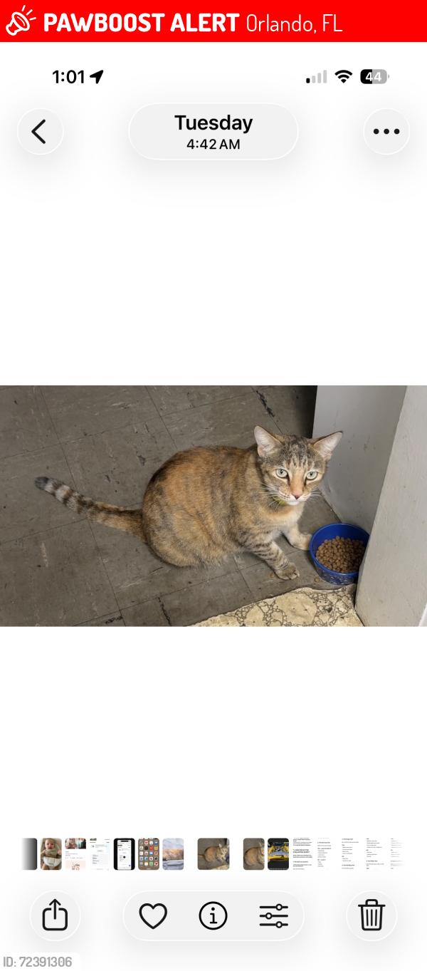 Lost Female Cat last seen Near N Oxalis Dr, Orlando Fl 32807, Orlando, FL 32807