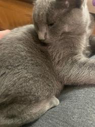 Reunited Female Cat last seen Hall & 22, Beaverton, OR 97008