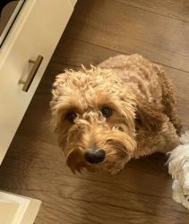 Reunited Female Dog last seen Coley and rainbow, Las Vegas, NV 89146