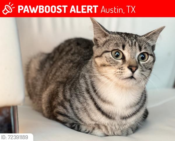 Lost Male Cat last seen Dessau & Childress — Rundberg - Windsor Hills - Braker Ln, Austin, TX 78753