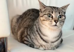 Lost Male Cat last seen Dessau & Childress — Rundberg - Windsor Hills - Braker Ln, Austin, TX 78753