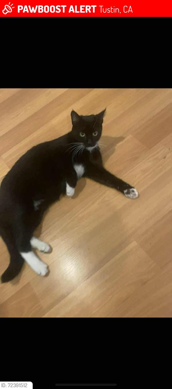 Lost Female Cat last seen Outside Petsmart. El Camino Real & Myford, Tustin, CA 92782