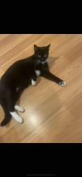 Lost Female Cat last seen Outside Petsmart. El Camino Real & Myford, Tustin, CA 92782