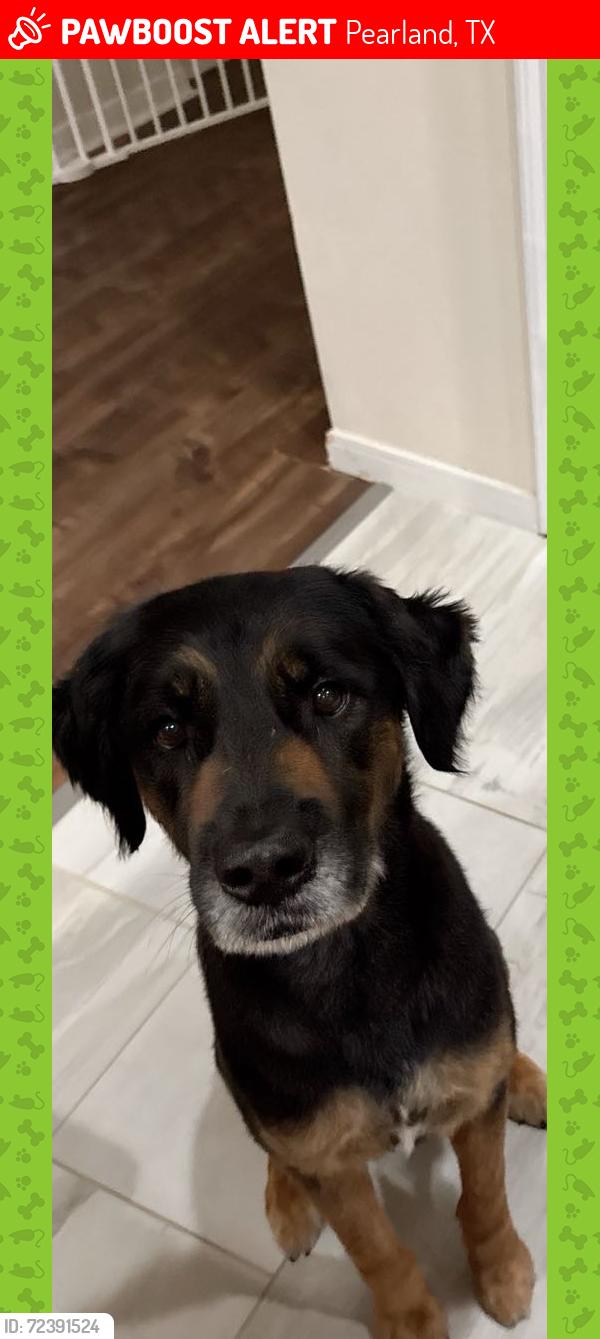 Lost Male Dog last seen Near Dawn Brook Dr, Pearland, TX 77584