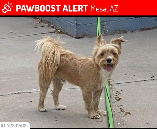 Lost Male Dog last seen Dobson and University, Mesa, Mesa, AZ 85201