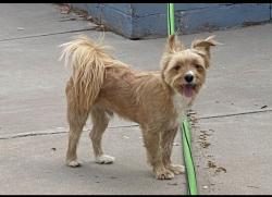 Lost Male Dog last seen Dobson and University, Mesa, Mesa, AZ 85201