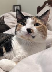 Lost Female Cat last seen Colusa St, Tennessee St, Stutz Alley, Indiana St, Vallejo, CA 94590