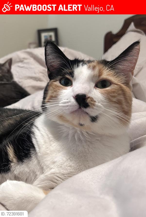Lost Female Cat last seen Colusa St, Tennessee St, Stutz Alley, Indiana St, Vallejo, CA 94590