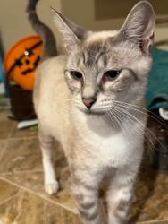 Lost Female Cat last seen Roberts creek road, Roseburg, OR 97471
