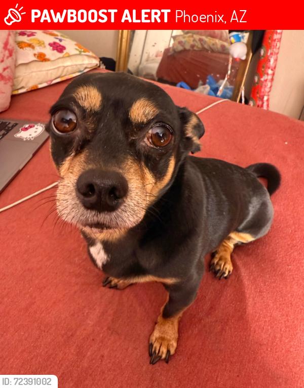 Lost Male Dog last seen 12st. And Maryland , Phoenix, AZ 85014