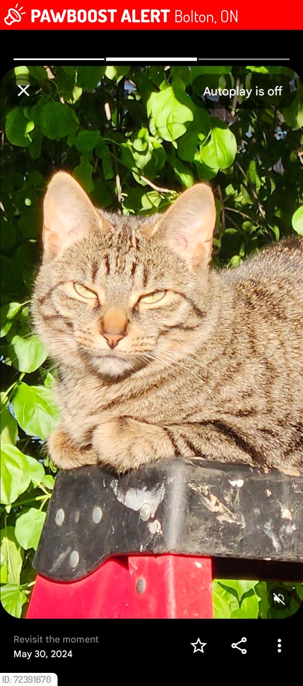 Lost Female Cat last seen Near hersey crt, Bolton, ON 