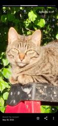 Lost Female Cat last seen Near hersey crt, Bolton, ON 