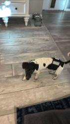 Lost Male Dog last seen Near Annandale trace Hampstead NC , Hampstead, NC 28443