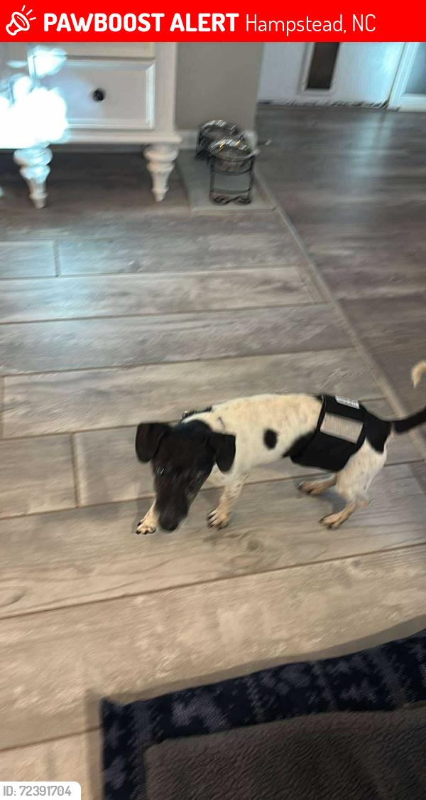 Lost Male Dog last seen Near Annandale trace Hampstead NC , Hampstead, NC 28443