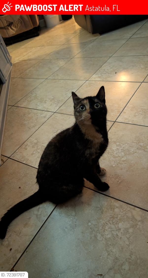 Lost Female Cat last seen Near Maryland ave Astatula fl, Astatula, FL 34705