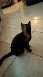 Lost Female Cat last seen Near Maryland ave Astatula fl , Astatula, FL 34705