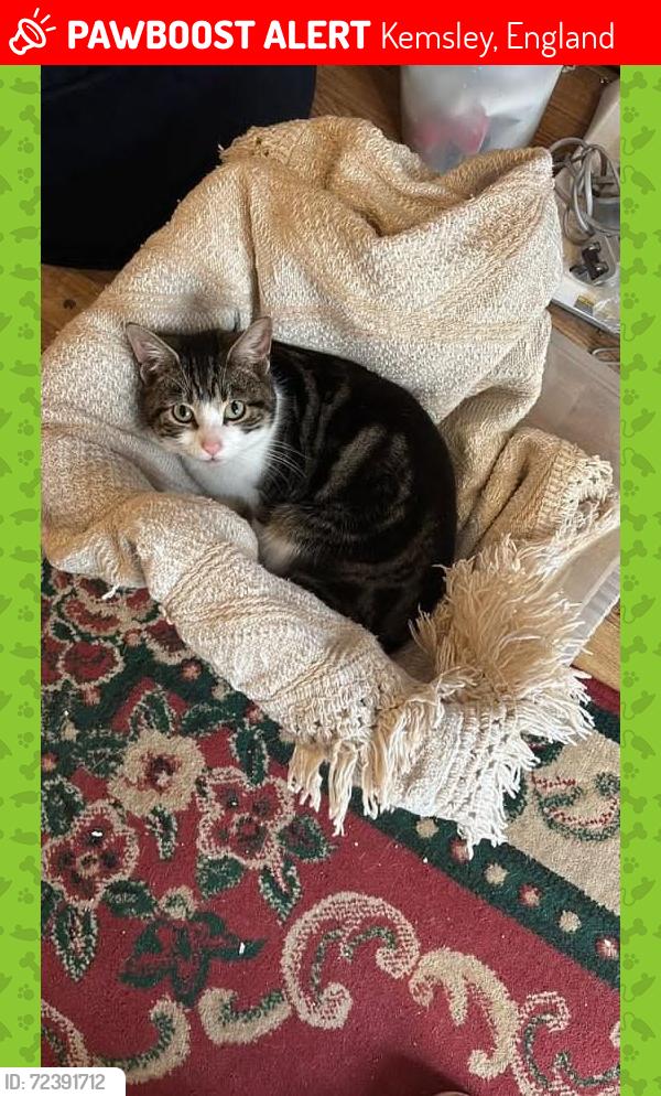Lost Unknown Cat last seen Milelr close, Kemsley, Sittingbourne, Kemsley, England 