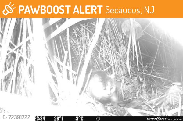 Found/Stray Unknown Cat last seen Park Plaza Dr, Secaucus, NJ 07094