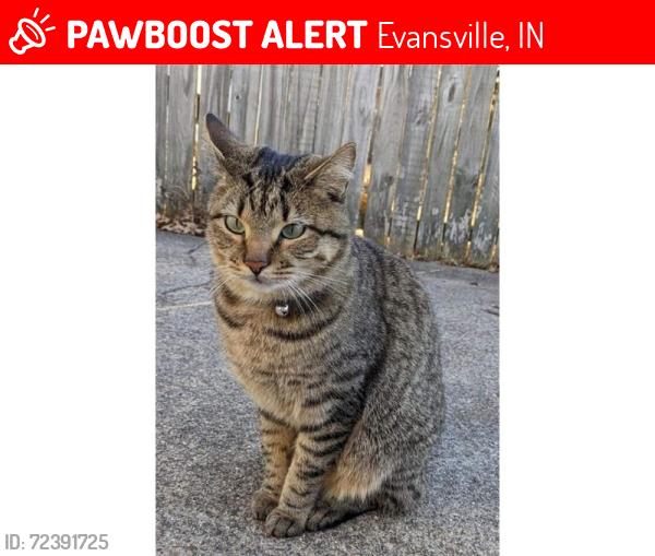 Lost Male Cat last seen Boeke and Pollack , Evansville, IN 47714