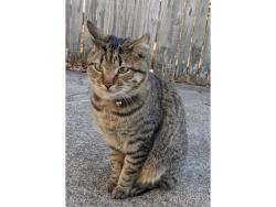 Lost Male Cat last seen Boeke and Pollack , Evansville, IN 47714