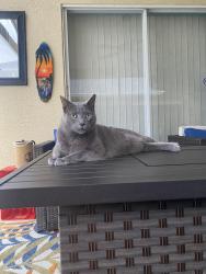 Lost Male Cat last seen Pennington Village off of Pennington Rd. , Tampa, FL 33624