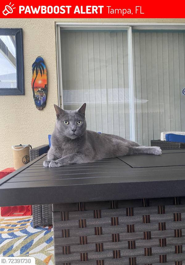 Lost Male Cat last seen Pennington Village off of Pennington Rd. , Tampa, FL 33624