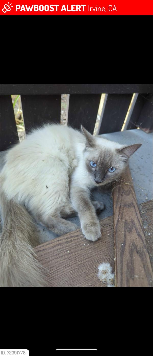 Lost Female Cat last seen UCI Anteater Recreation Center, Irvine, CA 92617