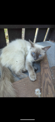 Lost Female Cat last seen UCI Anteater Recreation Center, Irvine, CA 92617