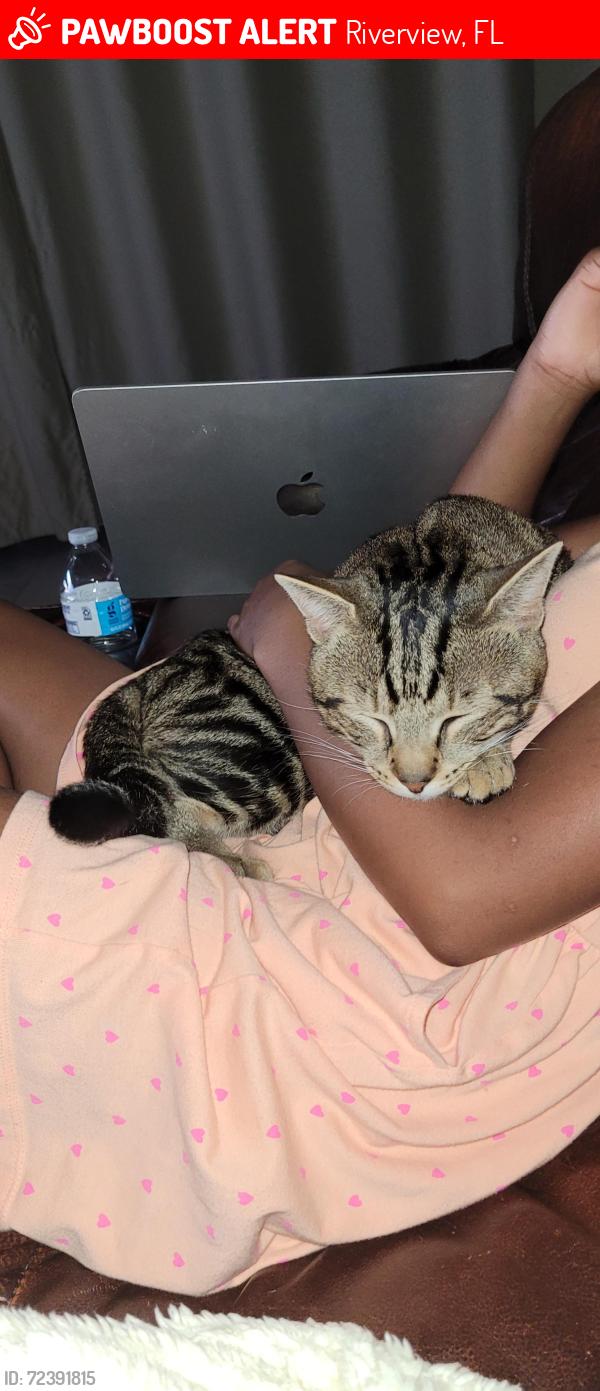 Lost Male Cat last seen Behind St. Stephen's Catholic Church , Riverview, FL 33569