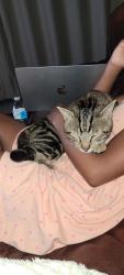 Lost Male Cat last seen Behind St. Stephen's Catholic Church , Riverview, FL 33569