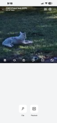 Found/Stray Unknown Dog last seen Conservatory Pl , Osceola County, FL 34746