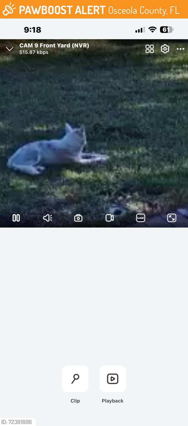 Found/Stray Unknown Dog last seen Conservatory Pl , Osceola County, FL 34746