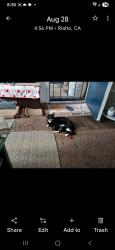 Lost Male Cat last seen Near Santa Monica Bl, Los Angeles, CA 90025