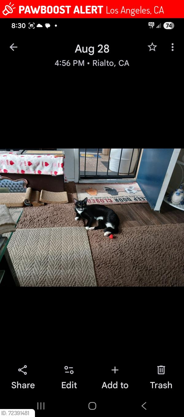 Lost Male Cat last seen Near Santa Monica Bl, Los Angeles, CA 90025