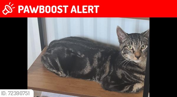 Lost Male Cat last seen Cowpen, Northumberland, England NE24 5LN