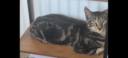 Lost Male Cat last seen Cowpen, Northumberland, England NE24 5LN
