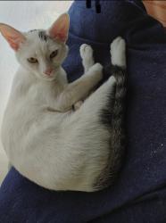 Lost Female Cat last seen Abbotswood circle and Waverly lane, Irvine, CA 92604