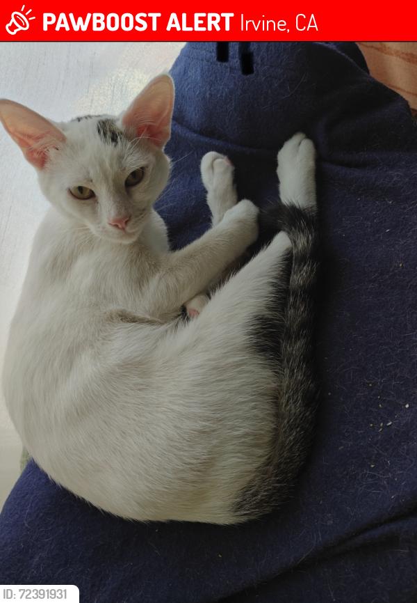 Lost Female Cat last seen Abbotswood circle and Waverly lane, Irvine, CA 92604