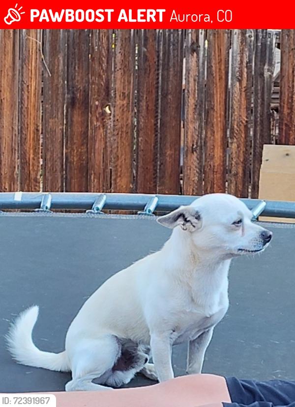 Lost Male Dog last seen Laredo and 11th, Aurora, CO 80011
