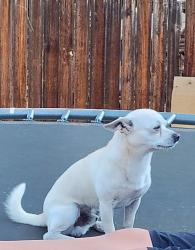 Lost Male Dog last seen Laredo and 11th, Aurora, CO 80011
