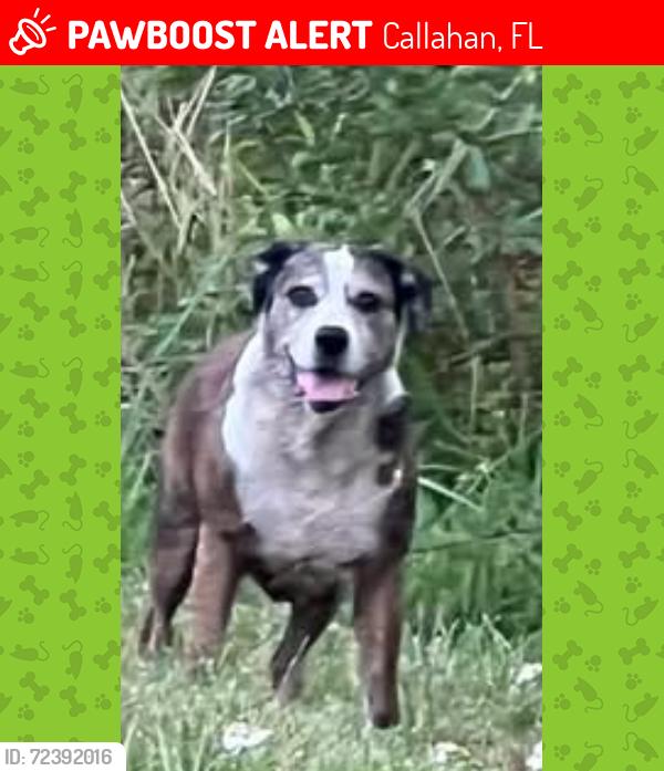 Lost Female Dog last seen US1 & Pinebreeze Cir, Callahan, FL 32011