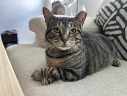 Lost Female Cat last seen Highbridge and Greatbelt, Crandall, TX 75114