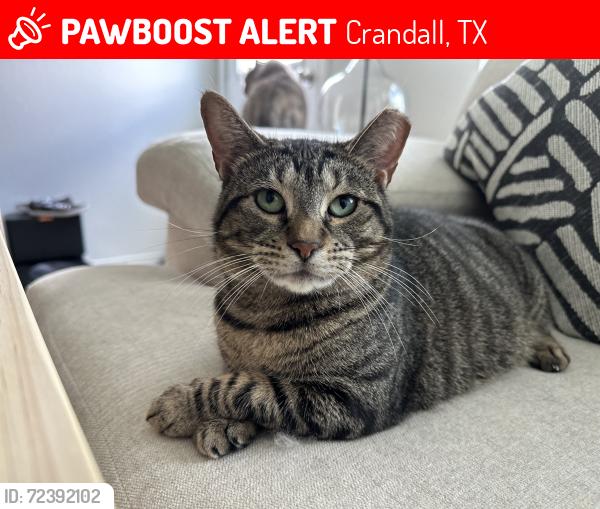 Lost Female Cat last seen Highbridge and Greatbelt, Crandall, TX 75114