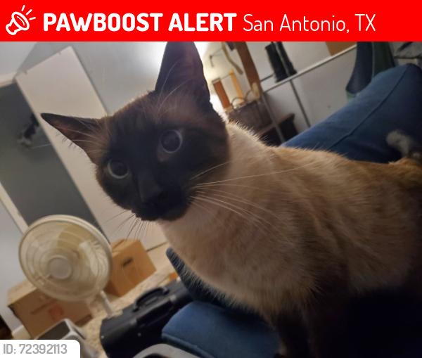 Lost Male Cat last seen Post Office on Henderson Pass and side street (Grayson Way)., San Antonio, TX 78232