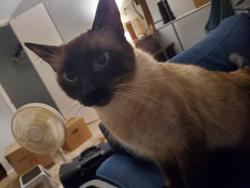 Lost Male Cat last seen Post Office on Henderson Pass and side street (Grayson Way)., San Antonio, TX 78232