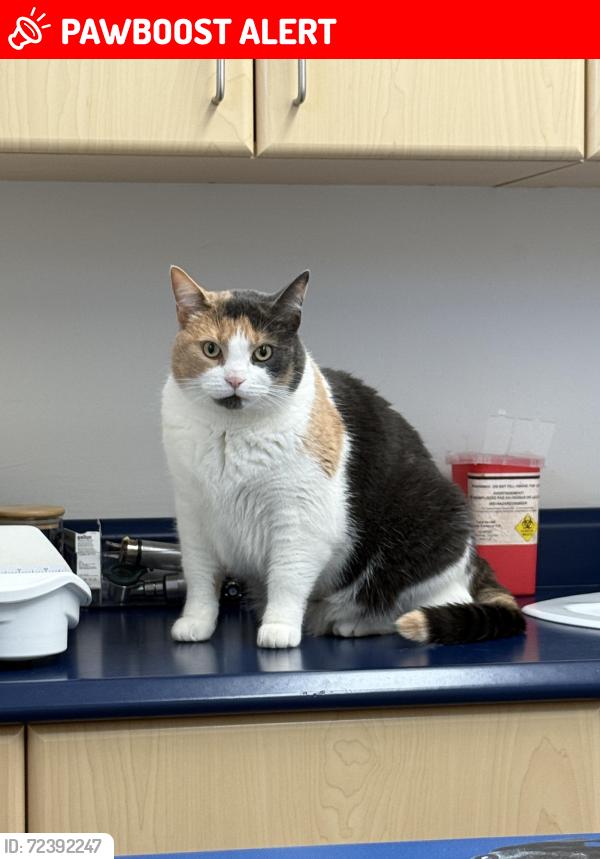 Lost Female Cat last seen River Rd behind Equinelle, North Grenville, ON K0G