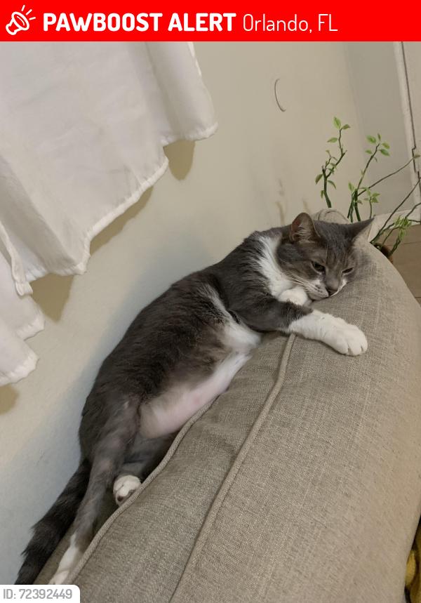 Lost Male Cat last seen Near Allison drive and Bonnevile, Orlando, FL 32826