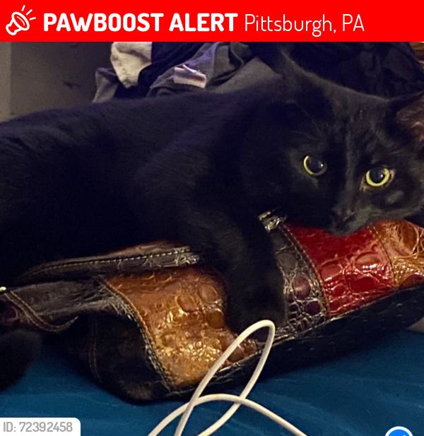 Lost Male Cat last seen Shadeland Ave Bridge, Pittsburgh, PA 15212